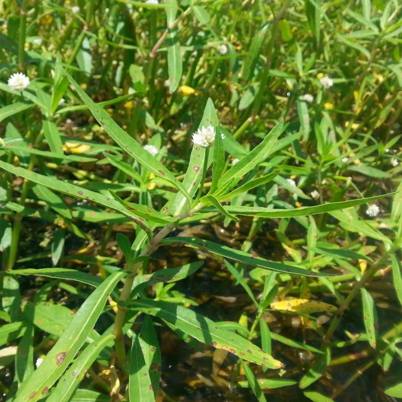 Зубчатка (Alternanthera): полное руководство по уходу