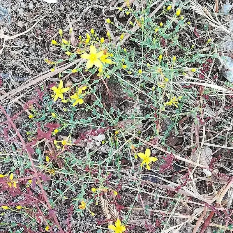 Зверобой (Hypericum): полное руководство по уходу