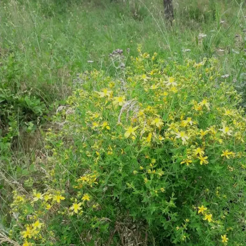 Зверобой продырявленный (Hypericum perforatum): полное руководство по уходу
