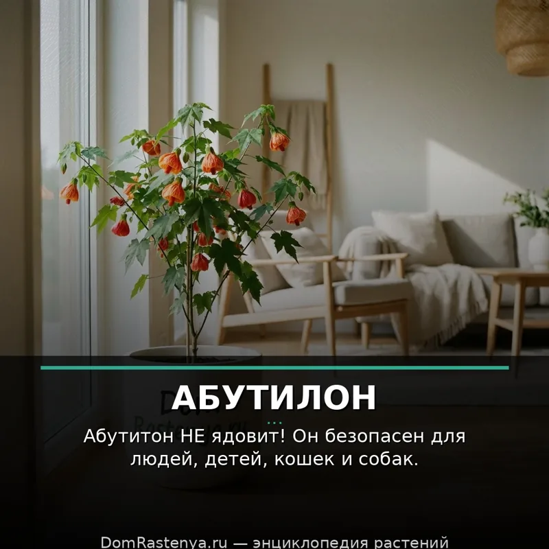 Абутилон