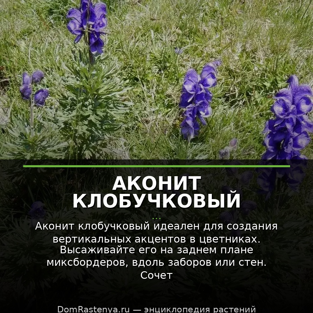 Аконит клобучковый
