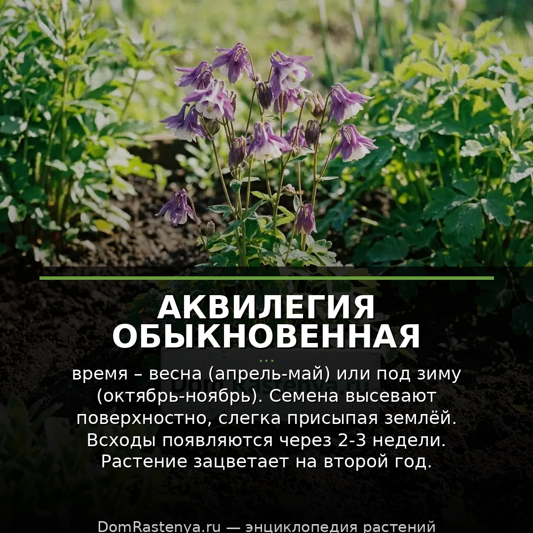 Аквилегия обыкновенная