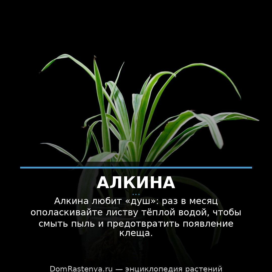 Алкина