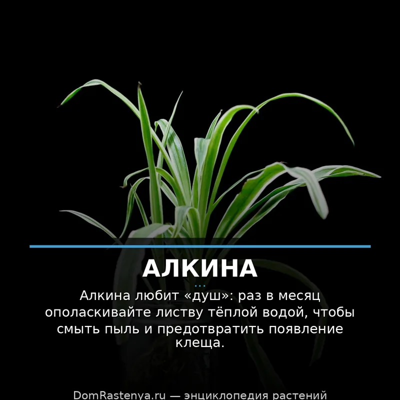 Алкина