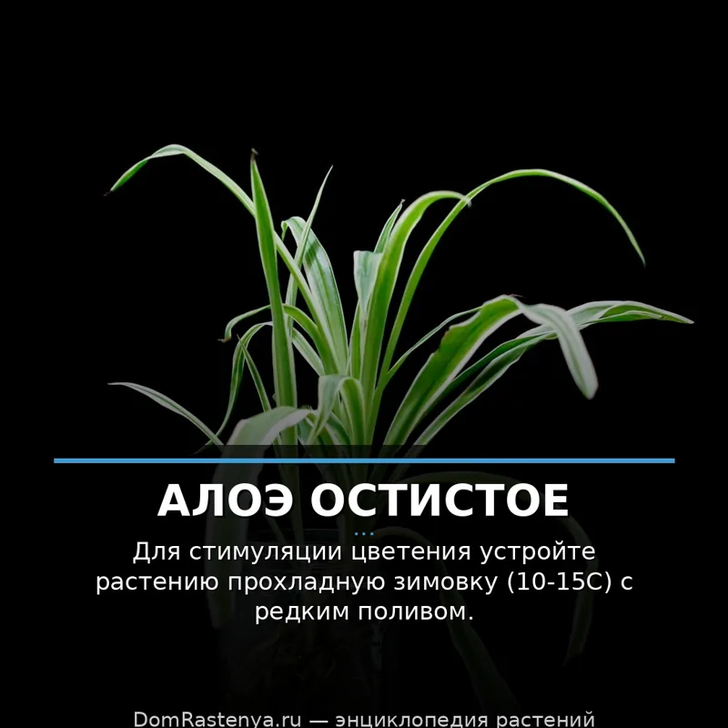 Алоэ остистое