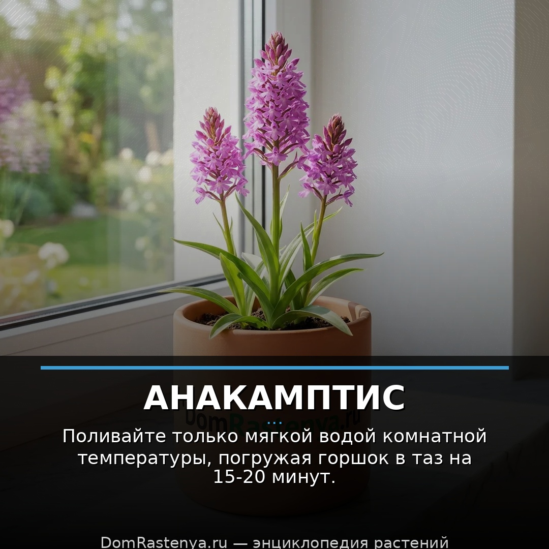 Анакамптис