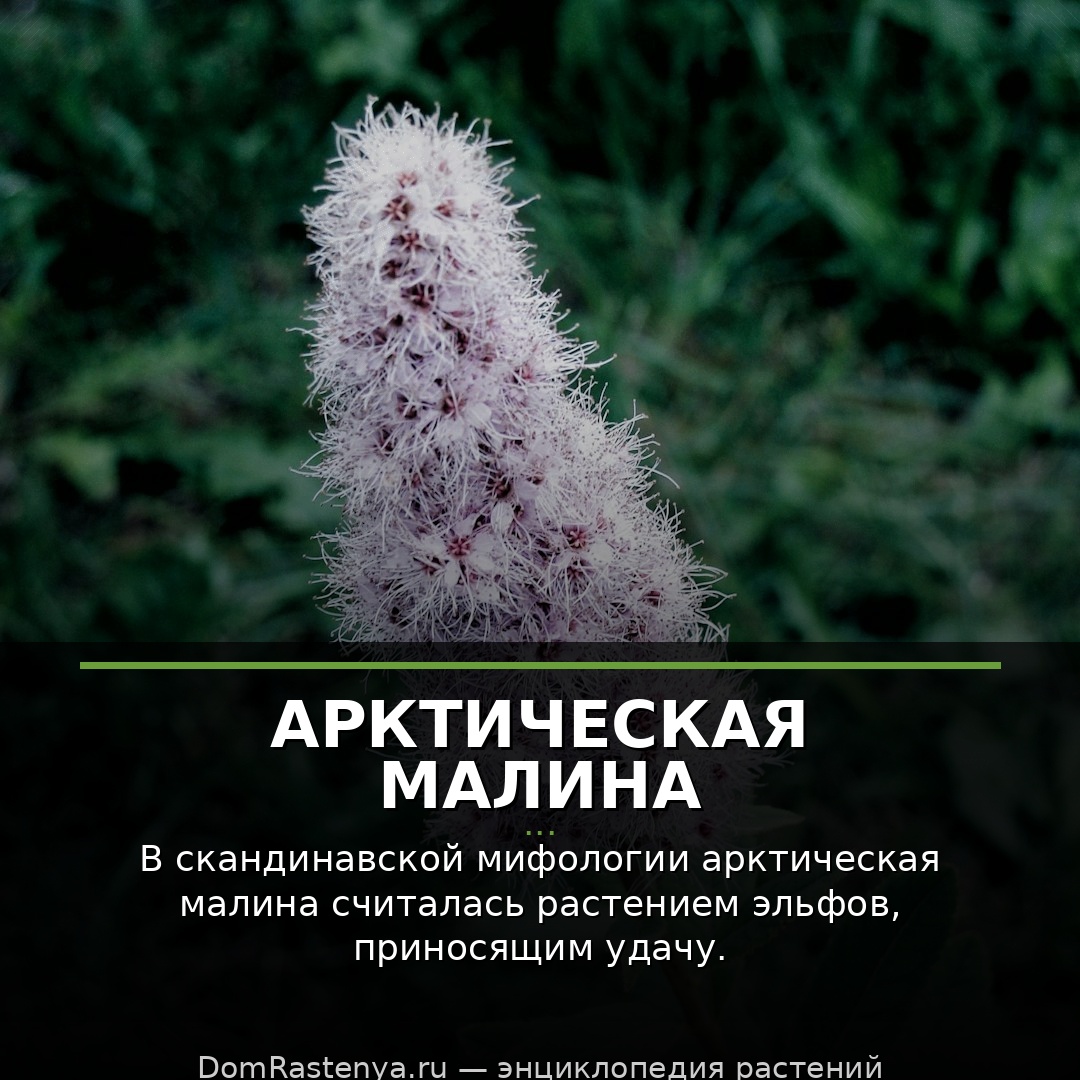 Арктическая малина