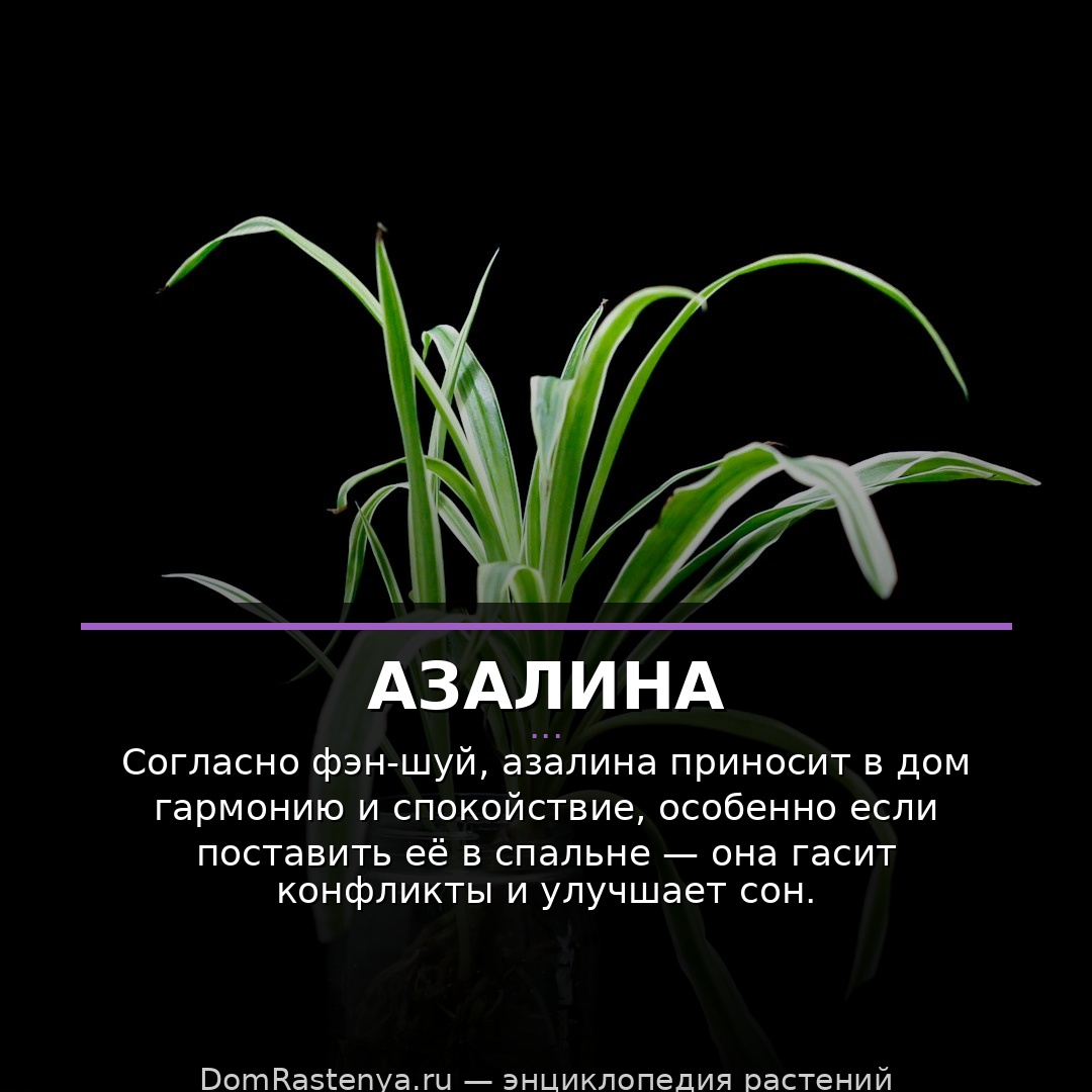 Азалина