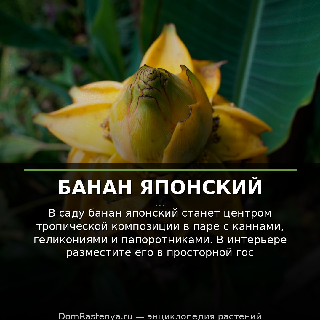 Банан японский