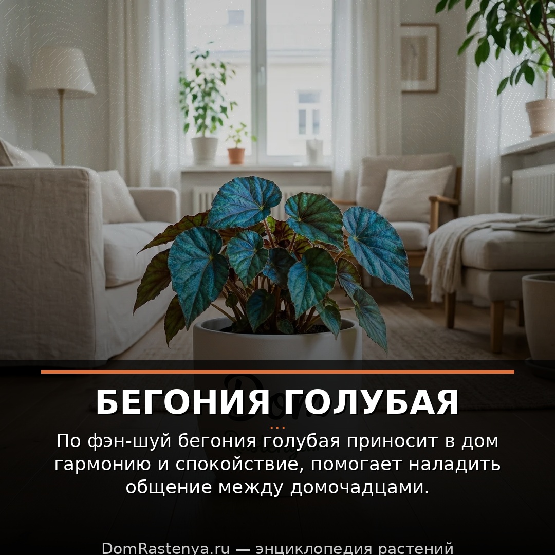 Бегония голубая