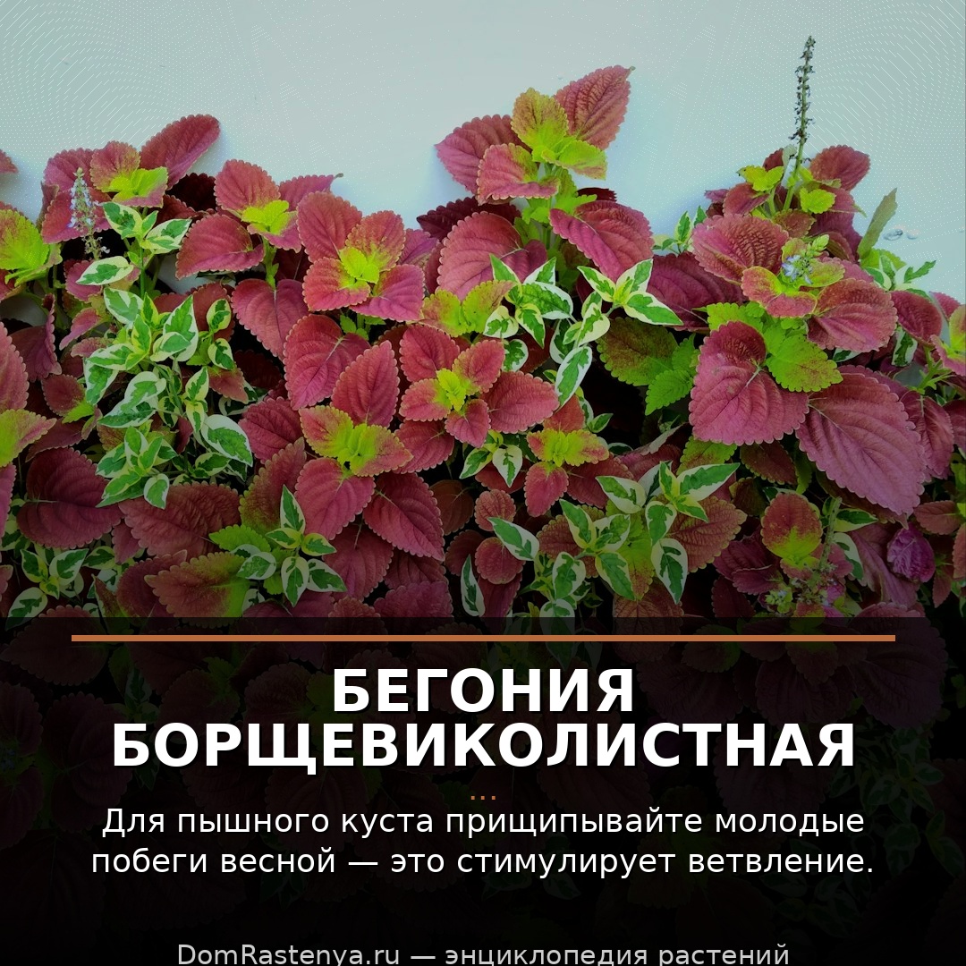 Бегония борщевиколистная