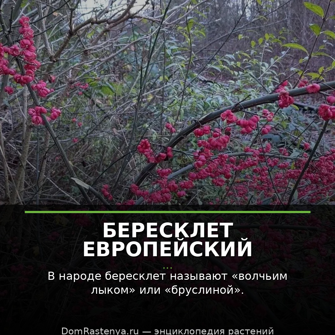Бересклет европейский