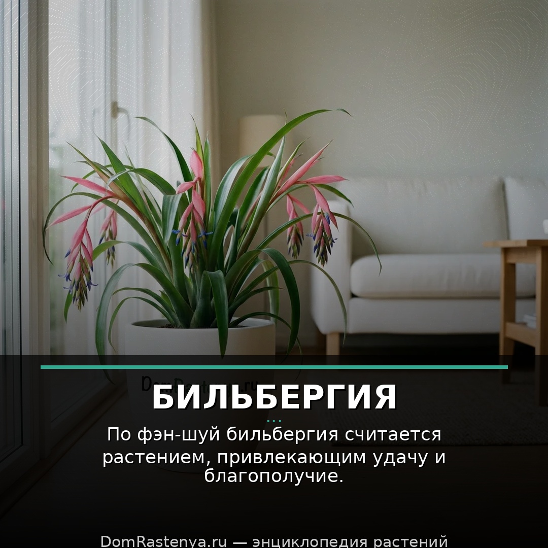 Бильбергия