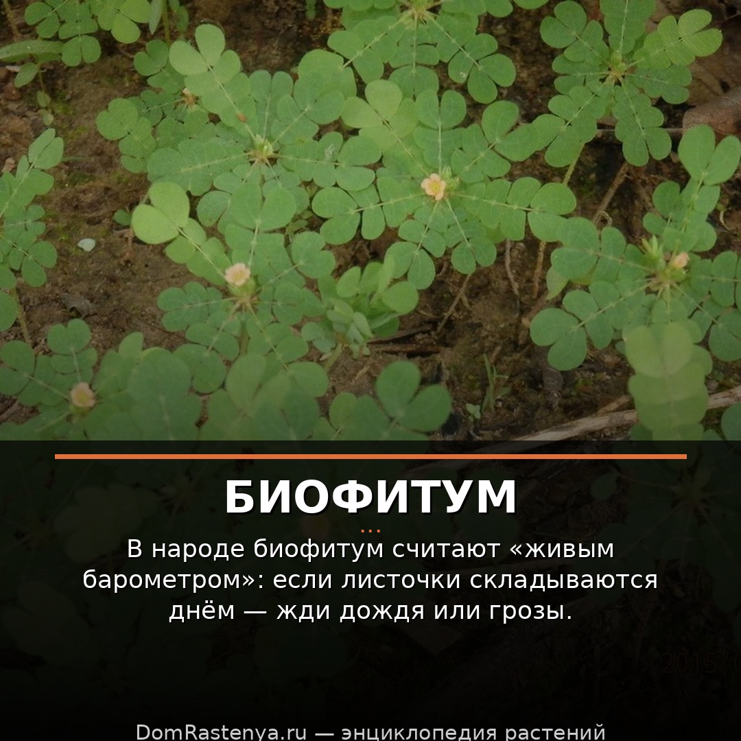 Биофитум