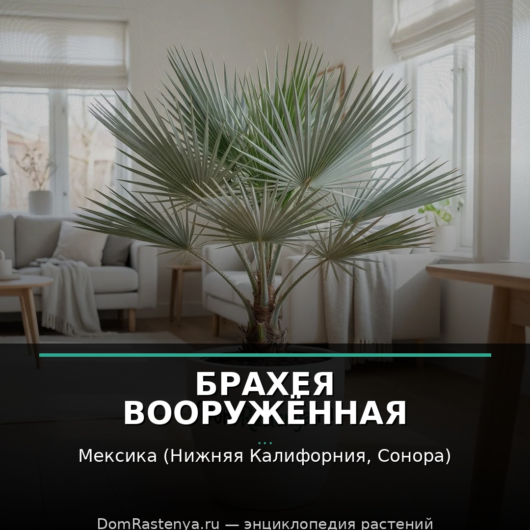 Брахея вооружённая