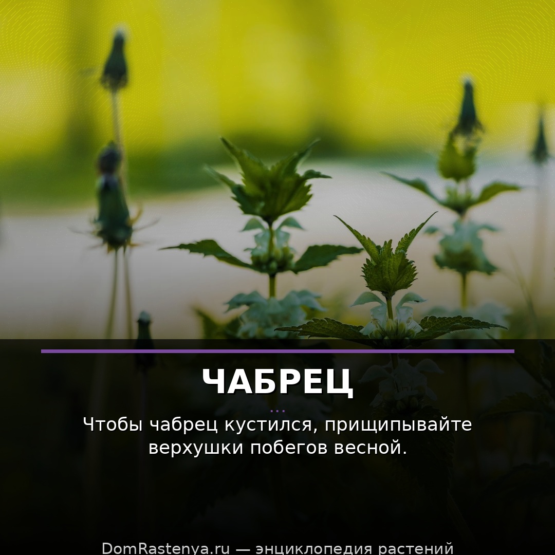 Чабрец