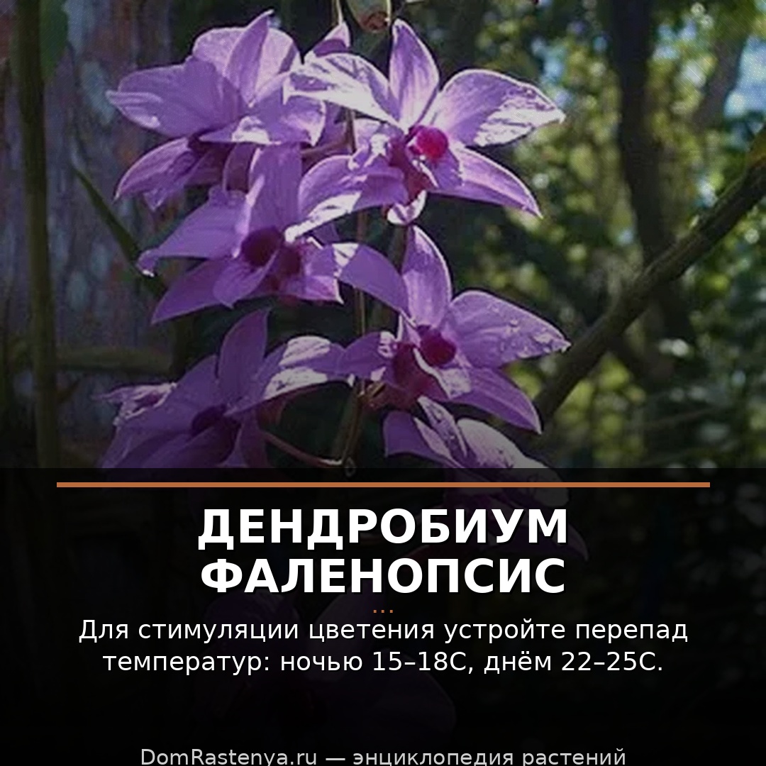 Дендробиум фаленопсис