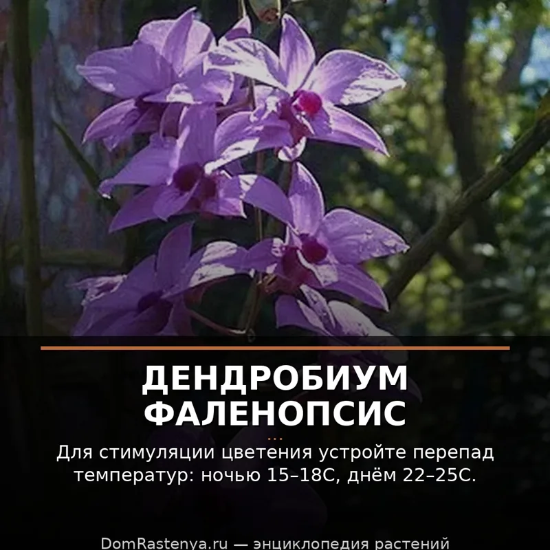Дендробиум фаленопсис