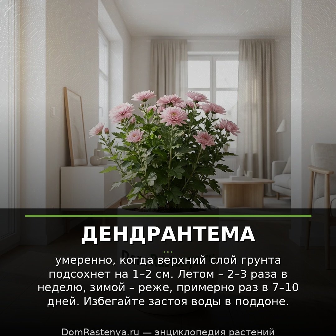 Дендрантема