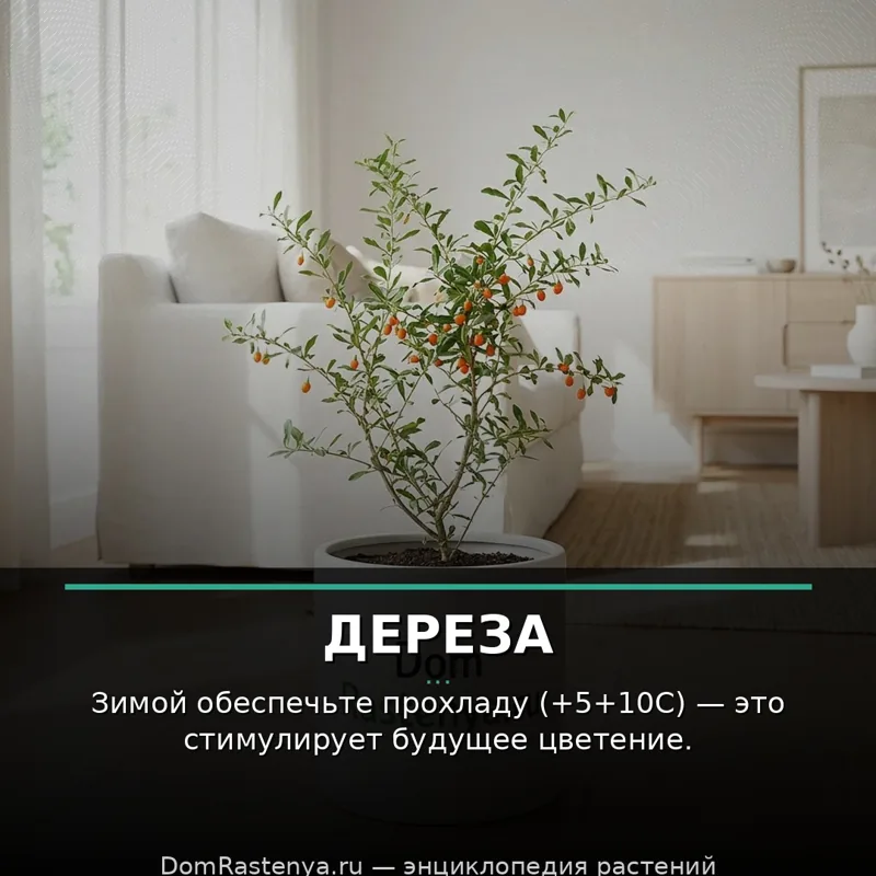 Дереза