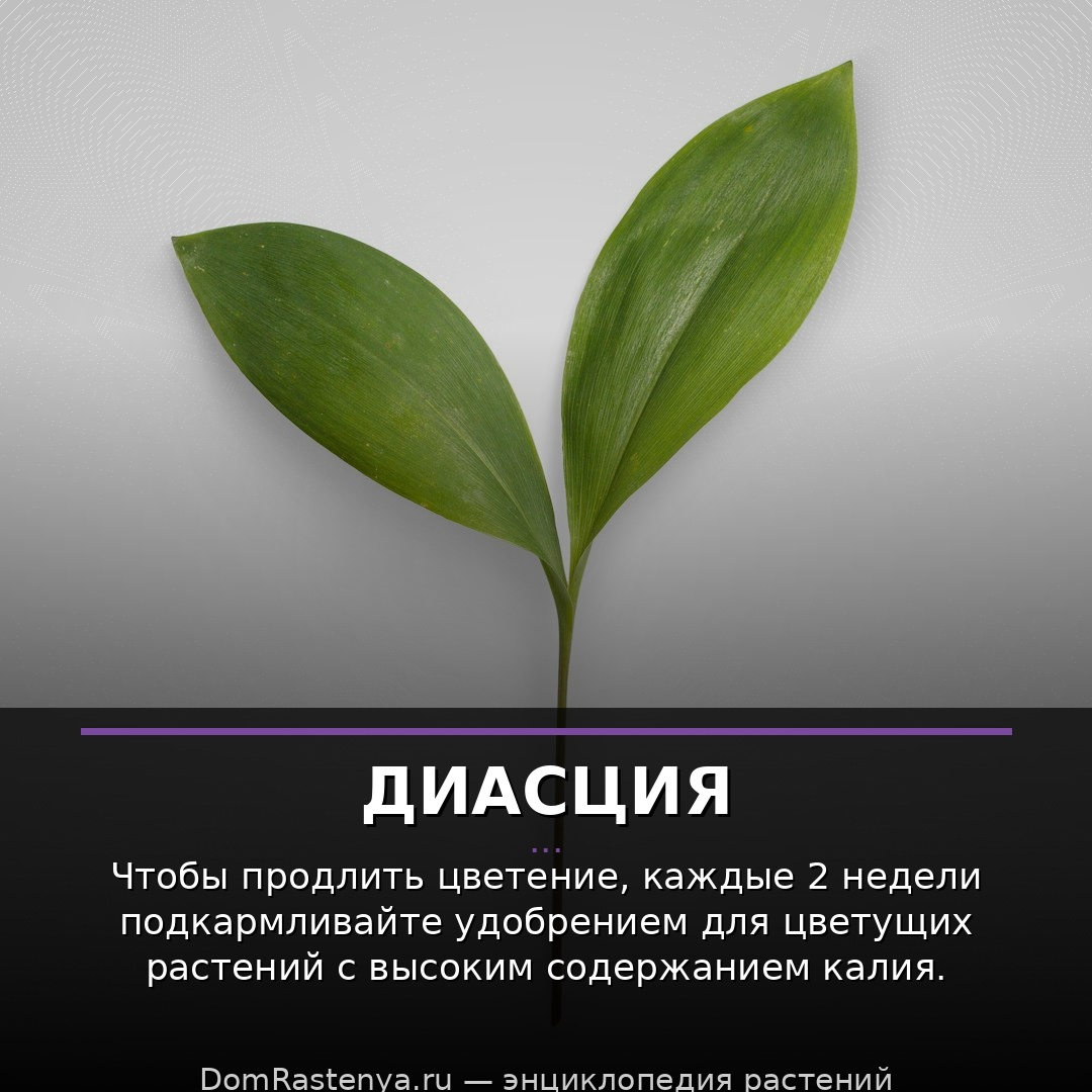 Диасция