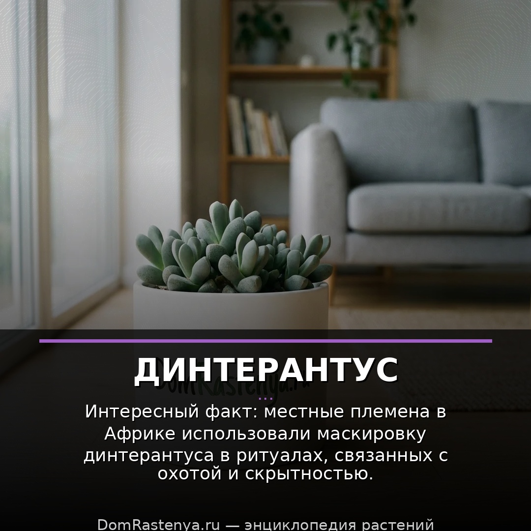 Динтерантус