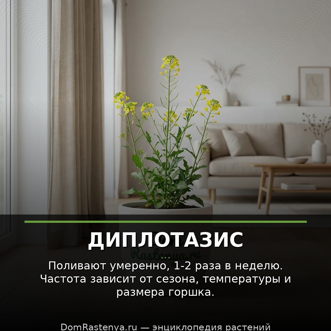 Диплотазис