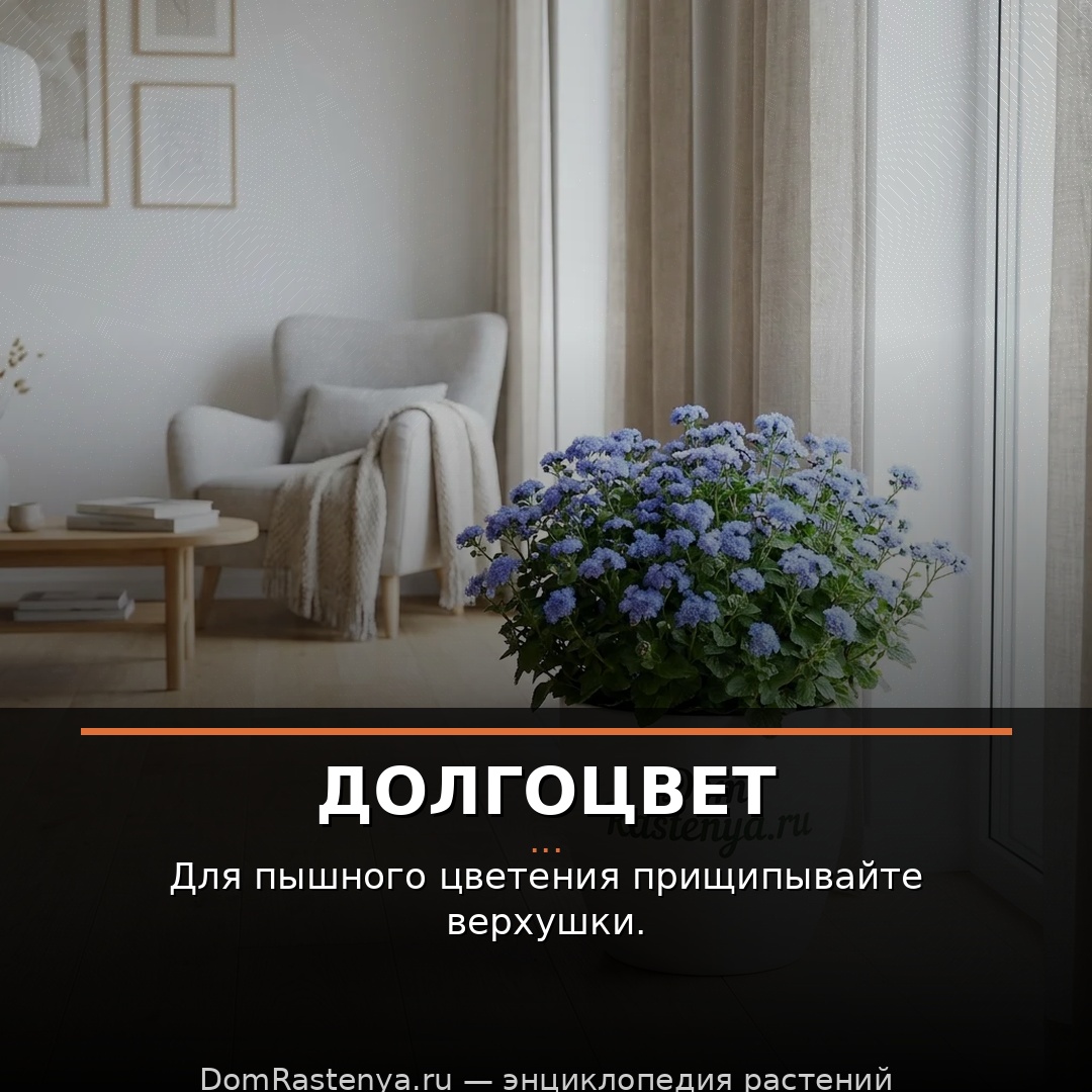 Долгоцвет