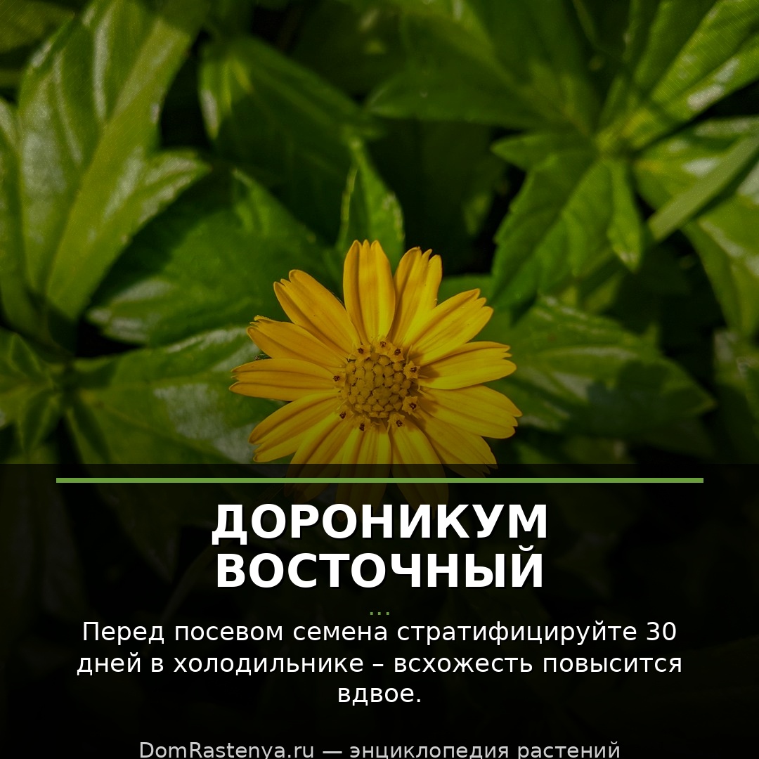 Дороникум восточный