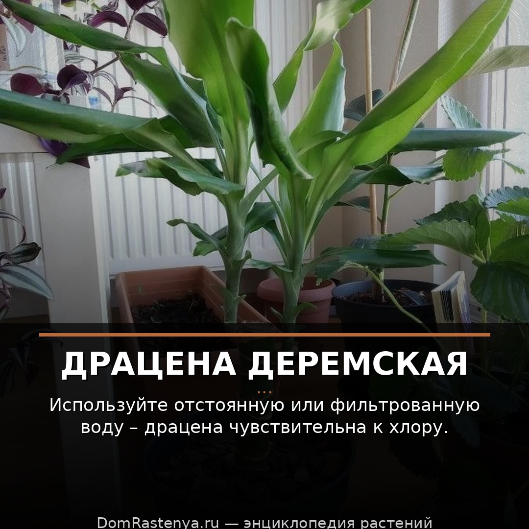 Драцена Деремская
