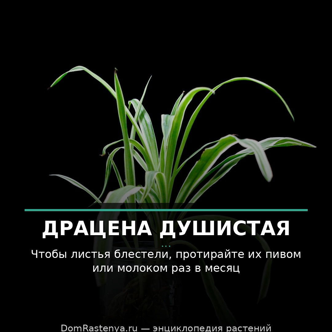 Драцена душистая