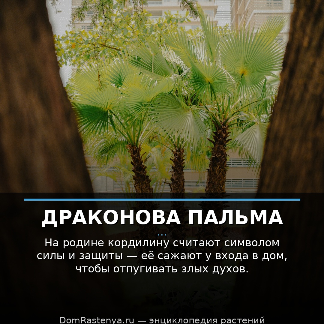 Драконова пальма