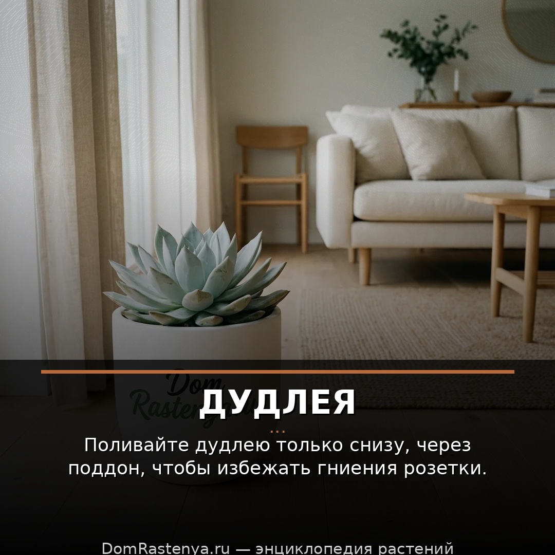 Дудлея