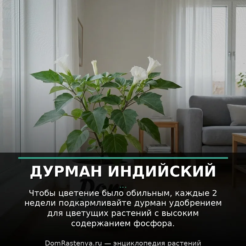 Дурман индийский
