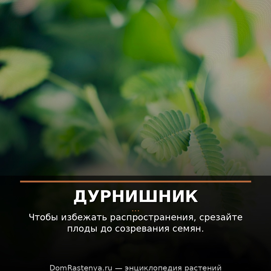Дурнишник