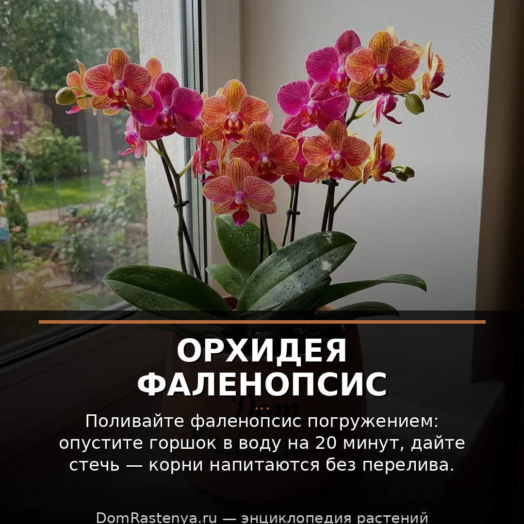 Орхидея фаленопсис