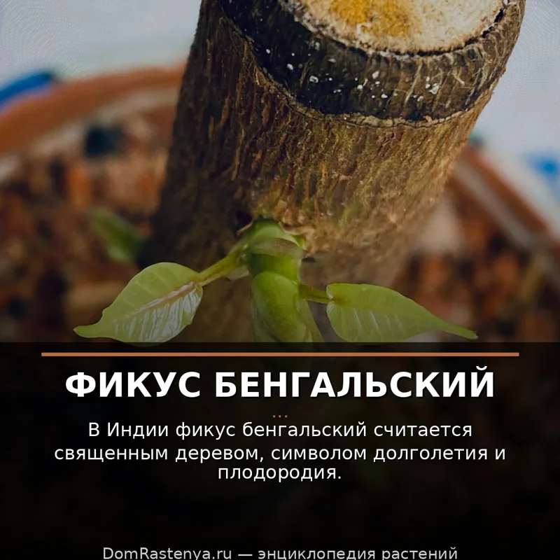 Фикус бенгальский