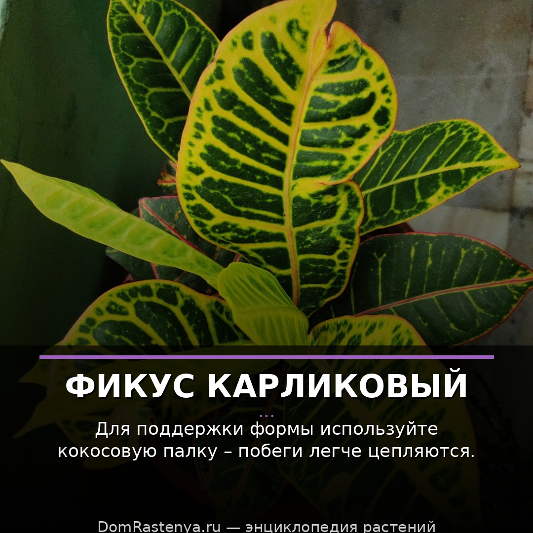 Фикус карликовый
