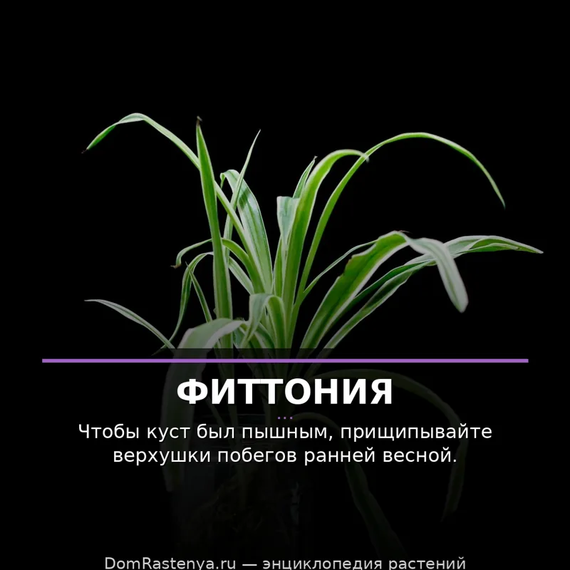 Фиттония