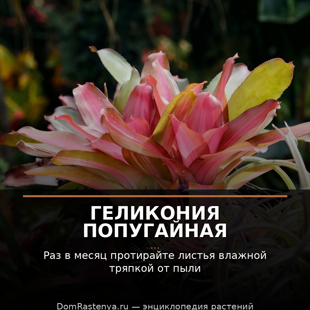 Геликония попугайная