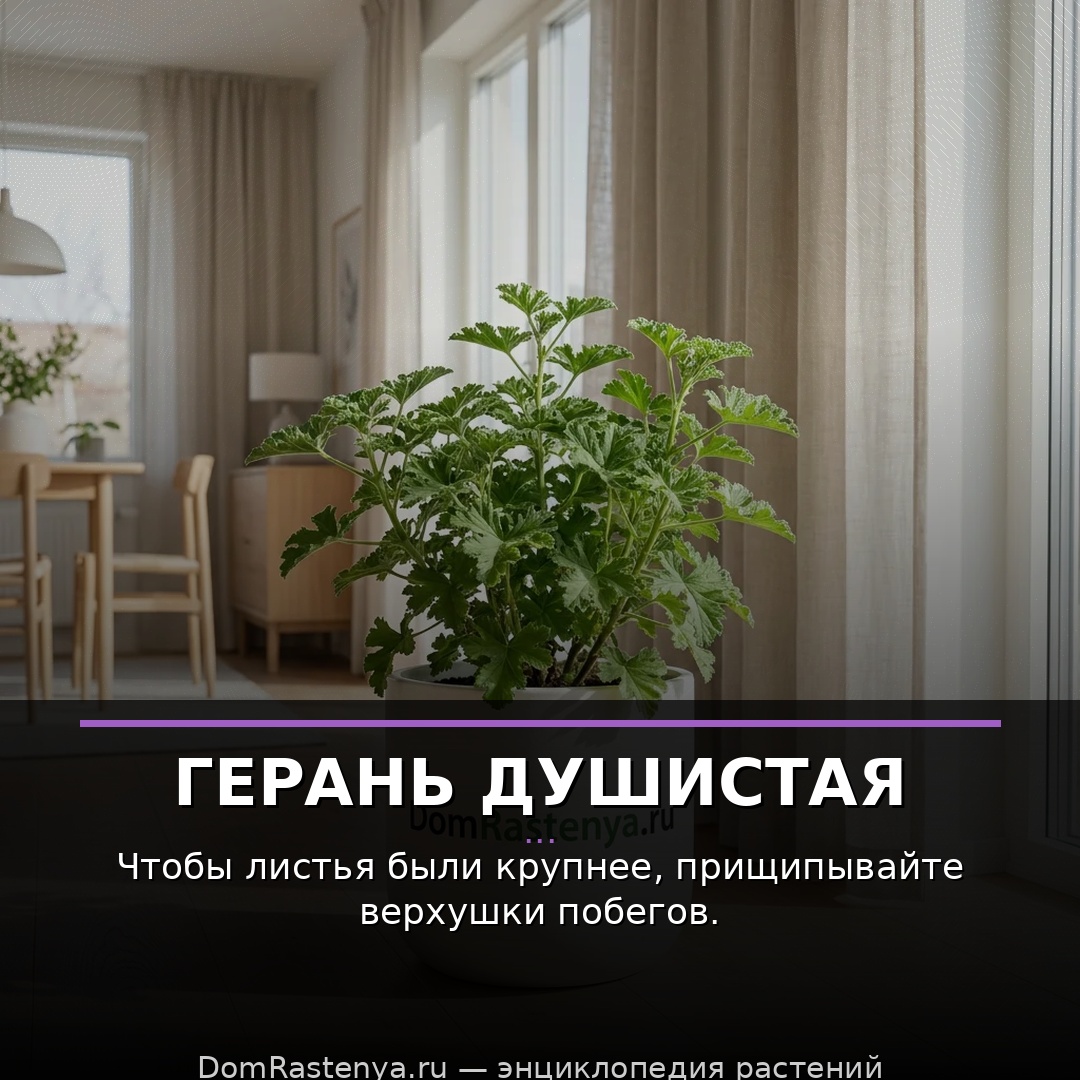 Герань душистая
