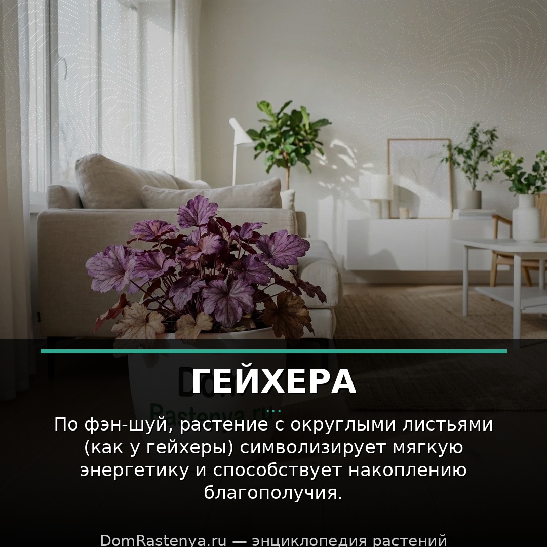 Гейхера