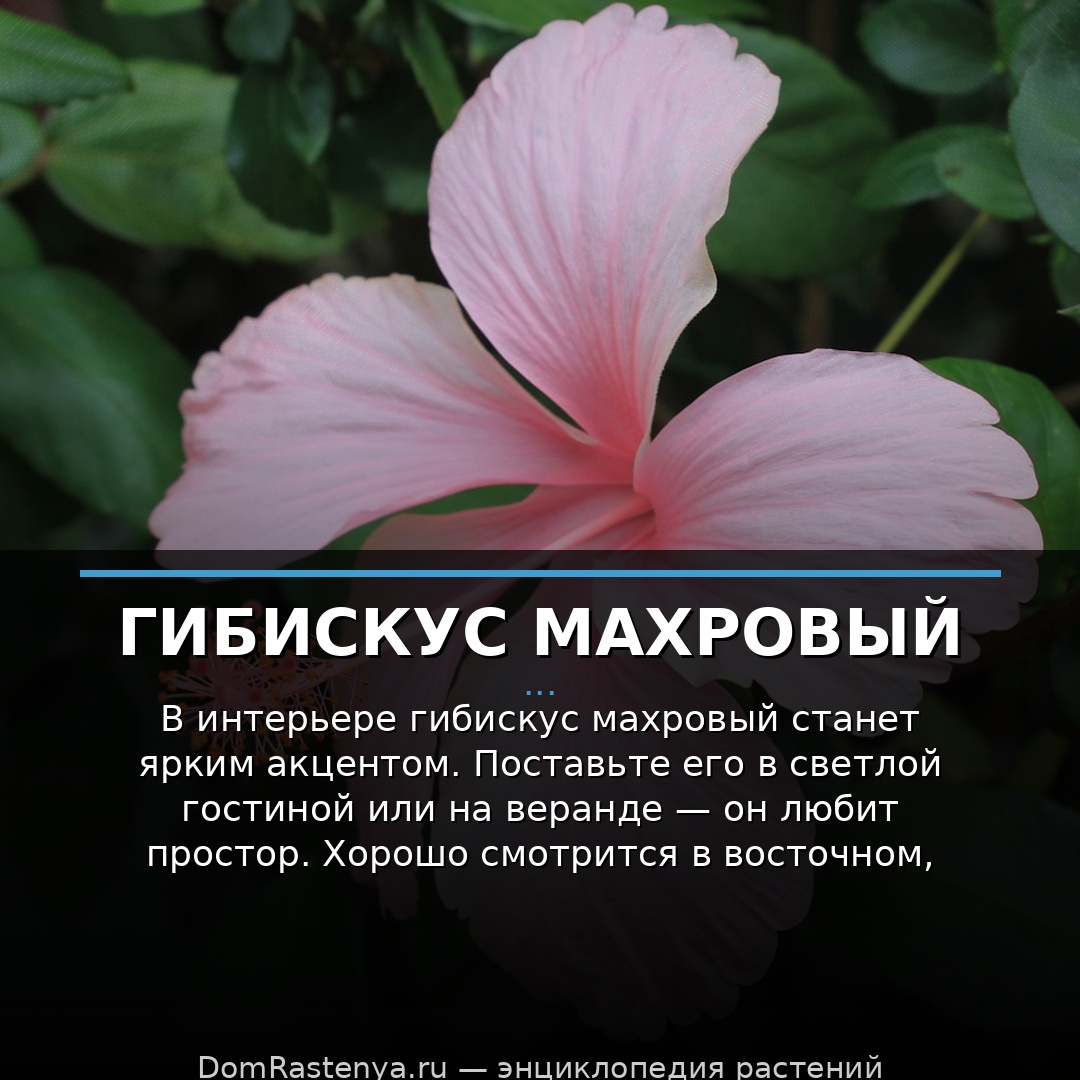 Гибискус махровый