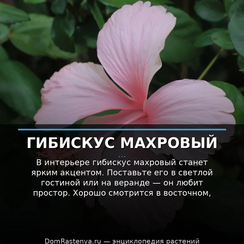 Гибискус махровый