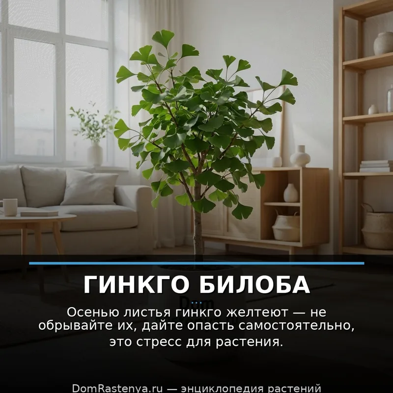 Гинкго билоба