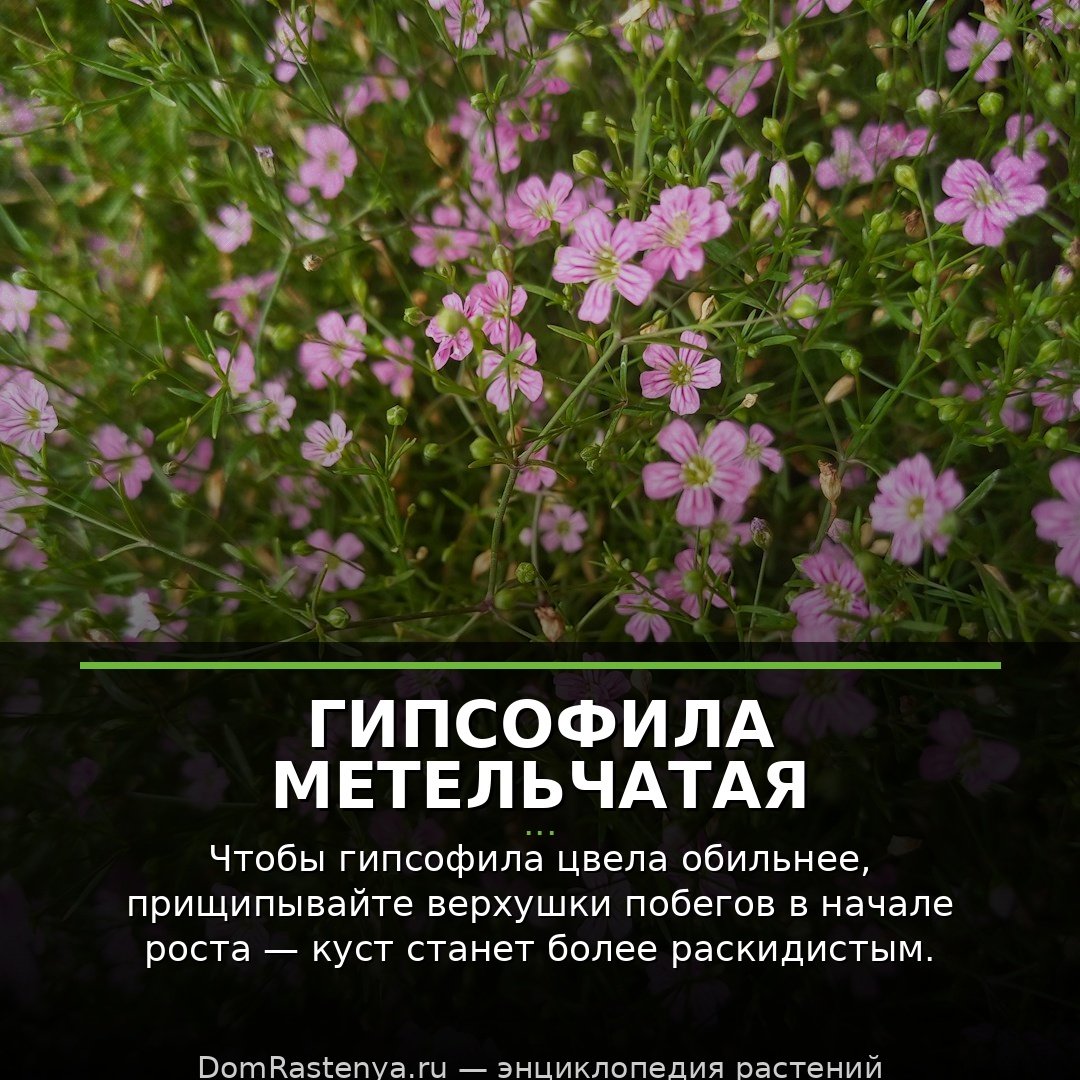 Гипсофила метельчатая