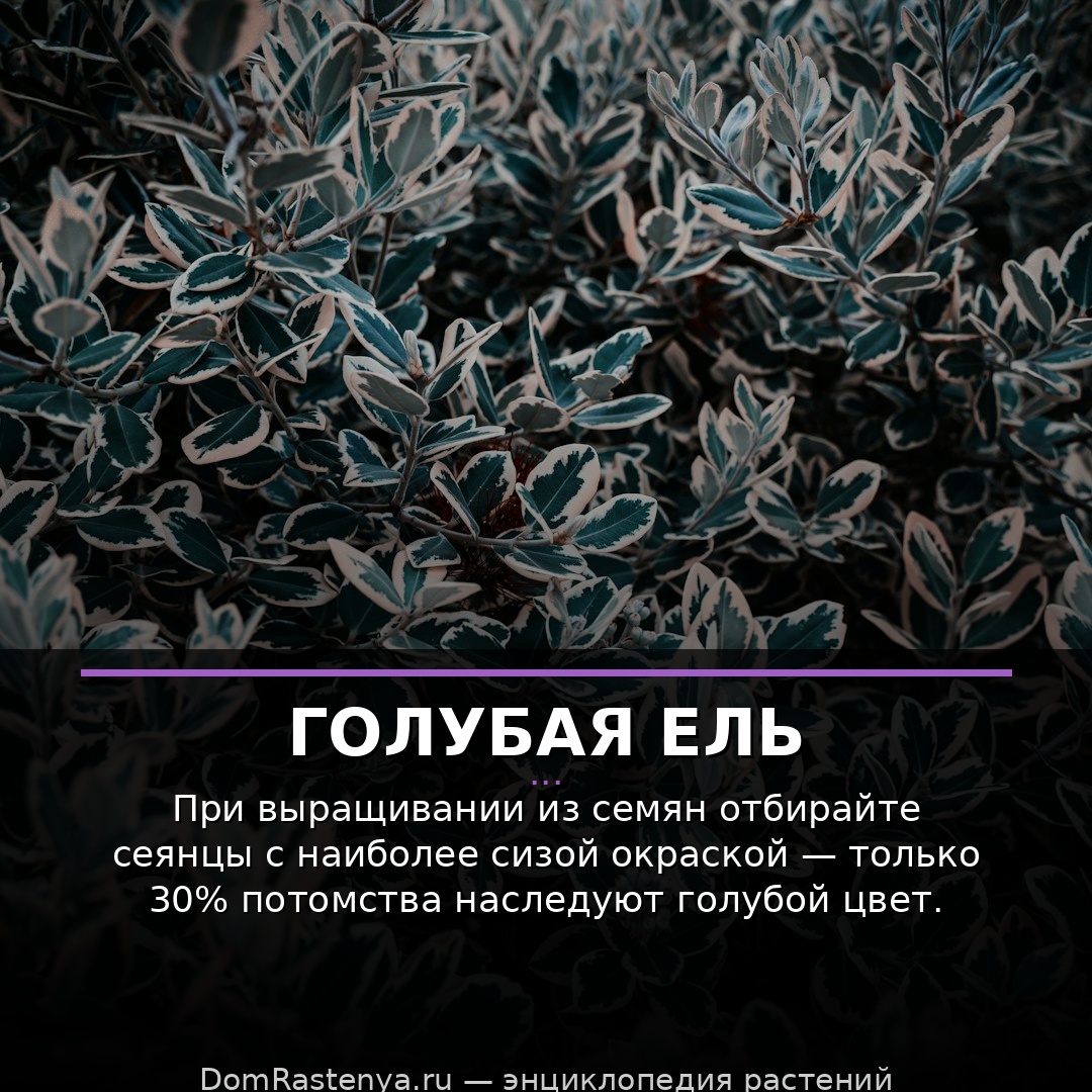Голубая ель