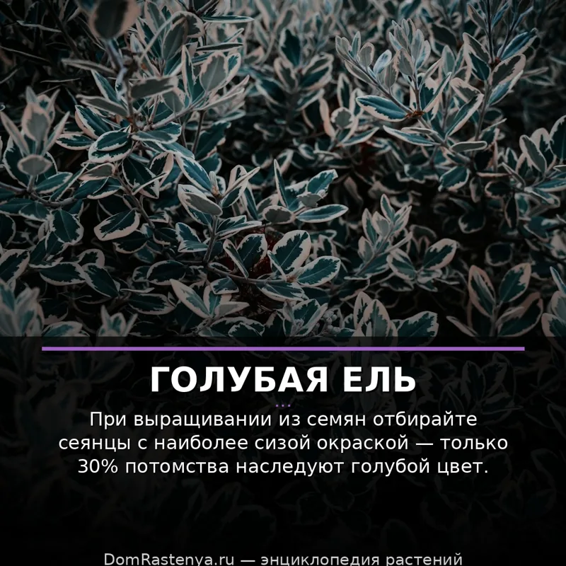 Голубая ель