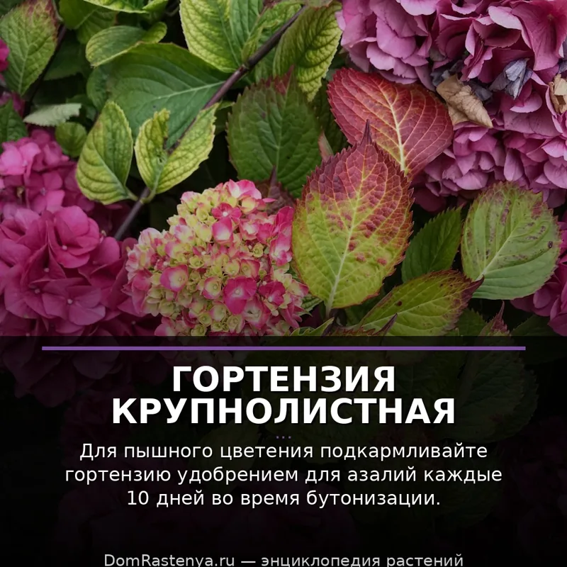 Гортензия крупнолистная