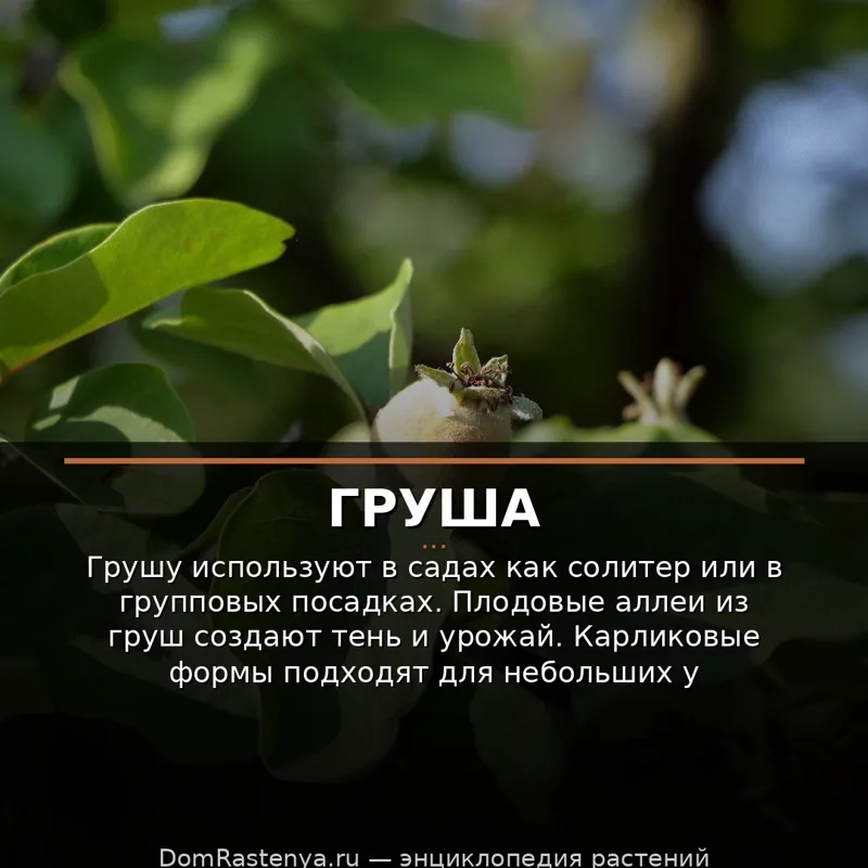 Груша